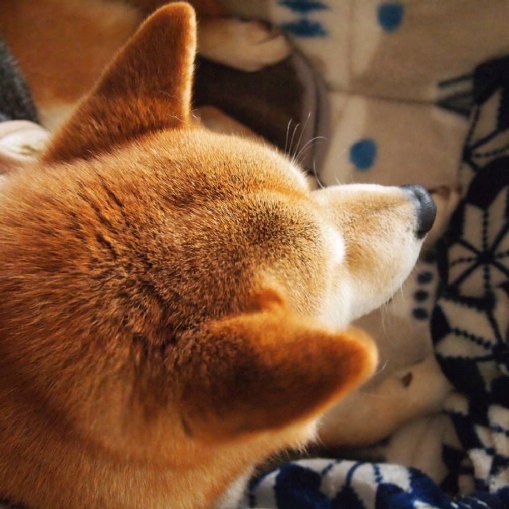 ふくにゃん
