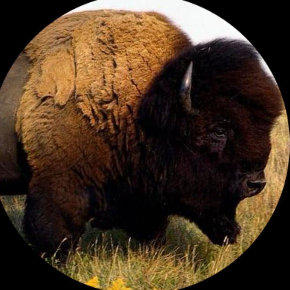 OptionsBull