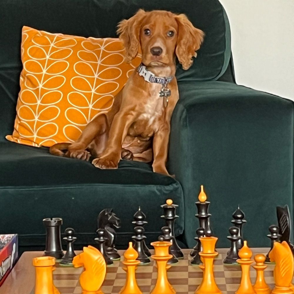 Bertie plays chess