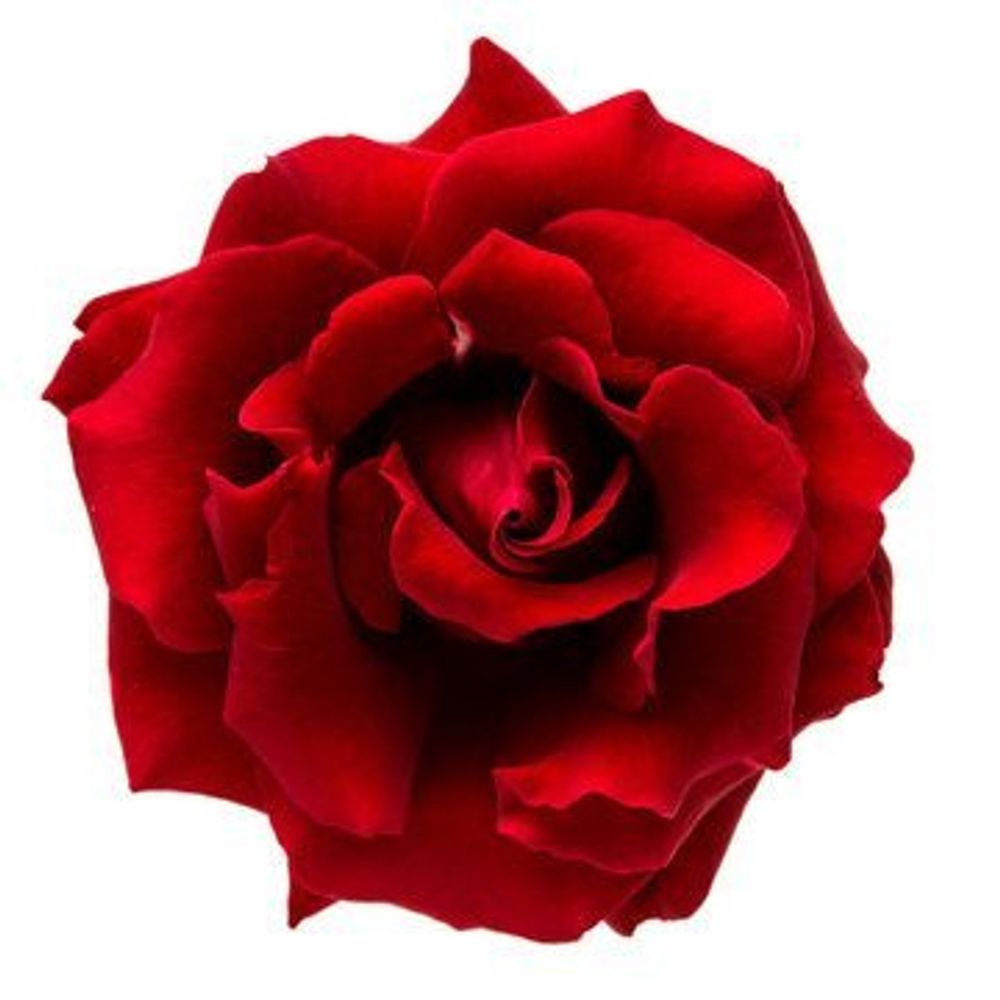 Serafiee