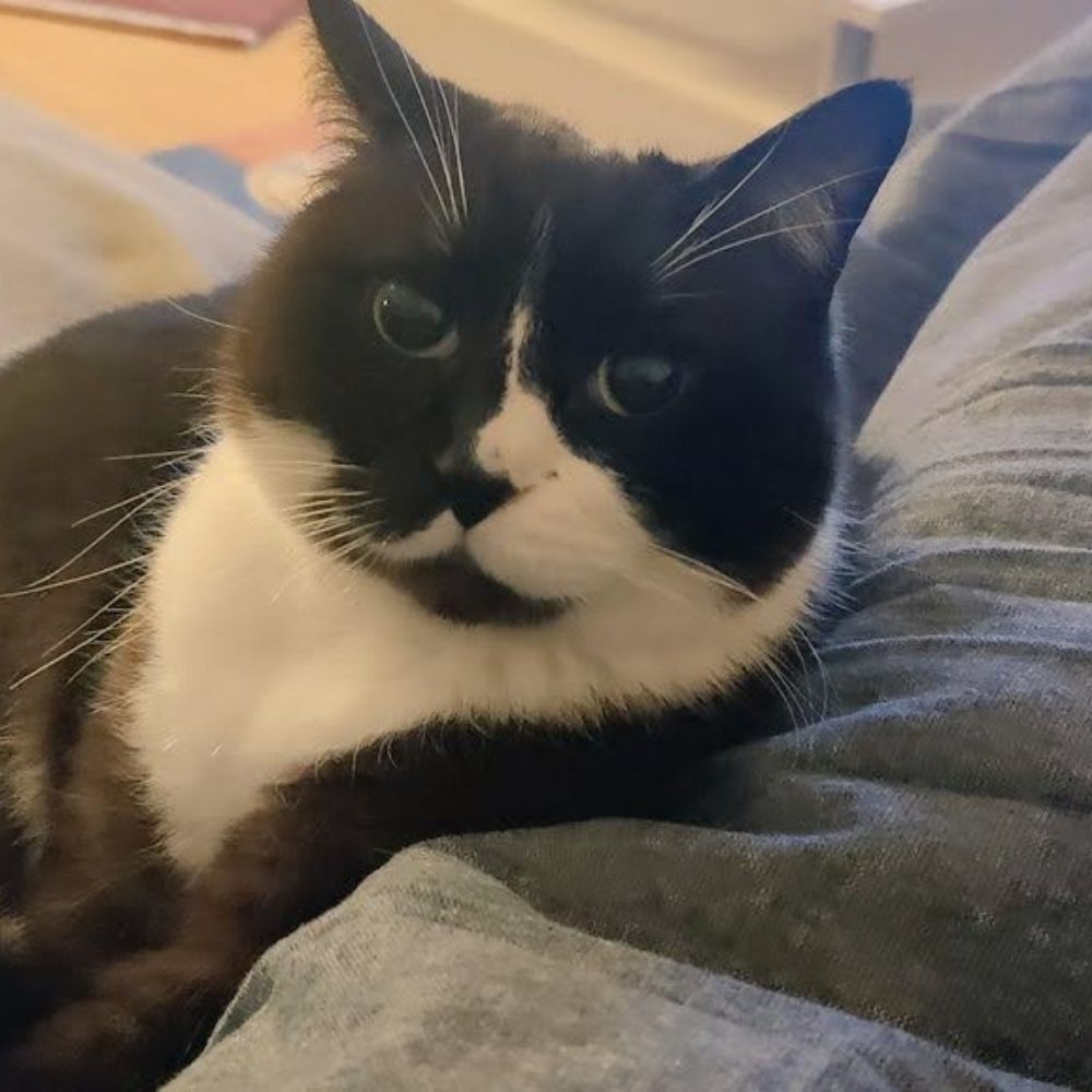 𝓜𝓪𝓶𝓪 𝓢𝓬𝓱𝓷𝓸𝓮𝓼𝓮𝓵𝓬𝓱𝓮𝓷 🐾🐾🐾