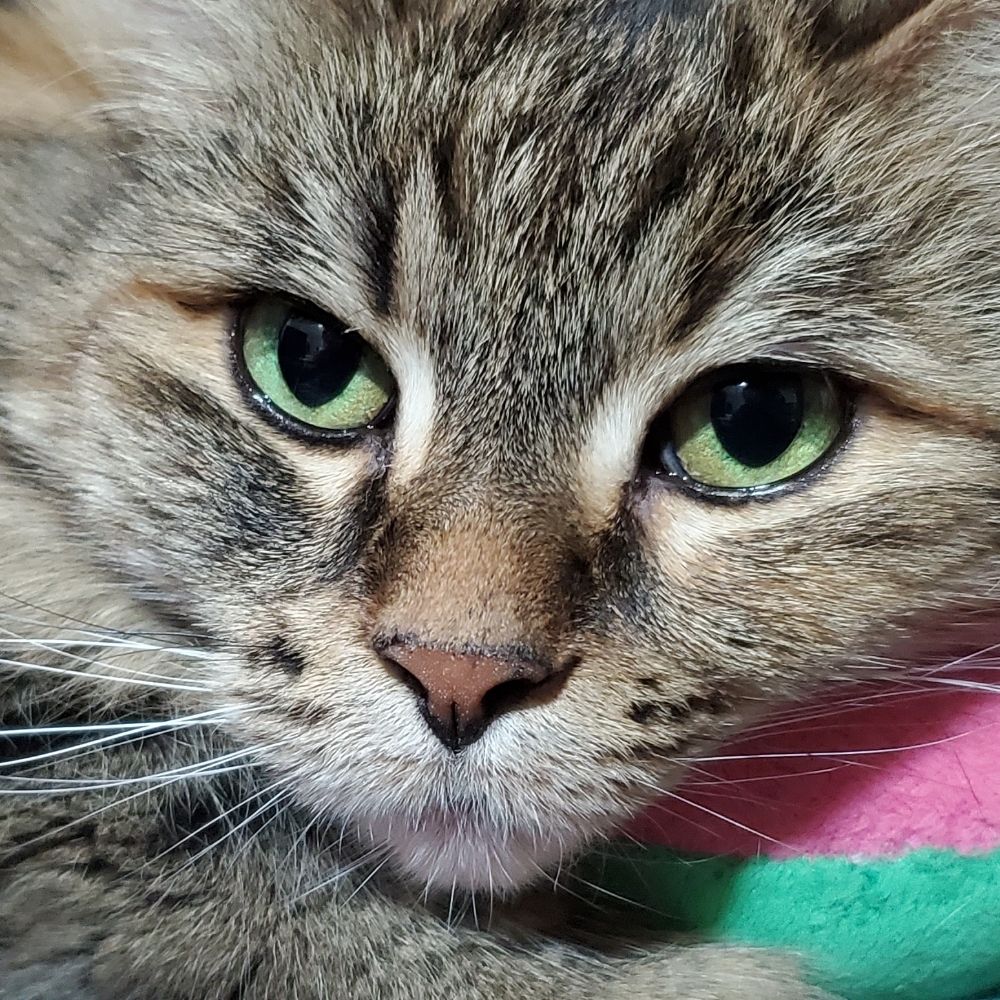 Steakmittens