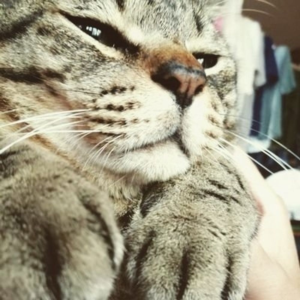 猫さんど