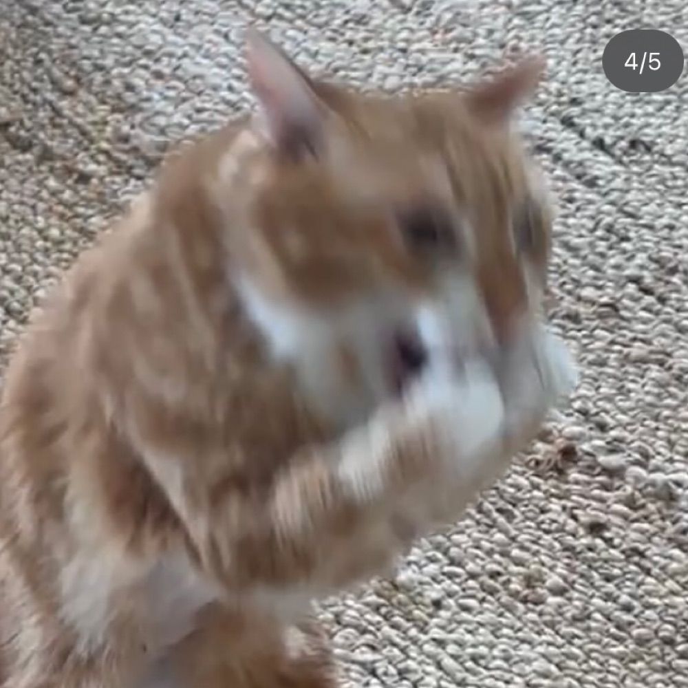 ʳᵃᵗᵗʰᵒⁿ ᵛᵃᶜᶦˡᵒⁿ