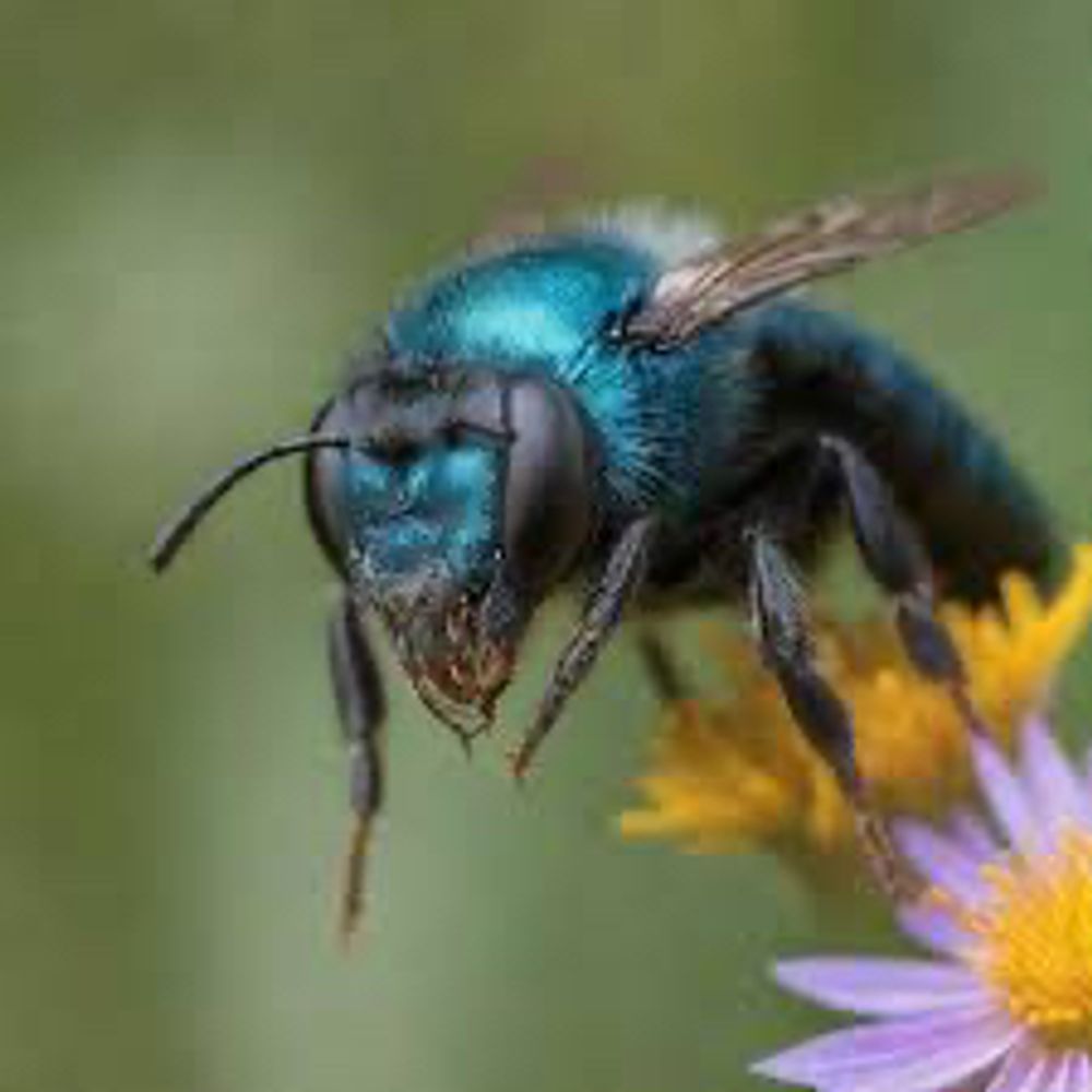 🐝 buzzingbluebee