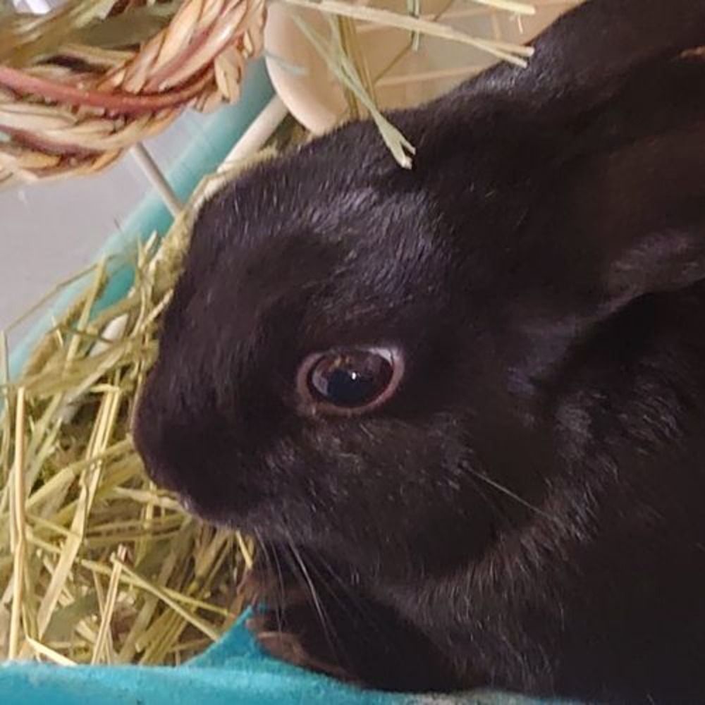 おだんご