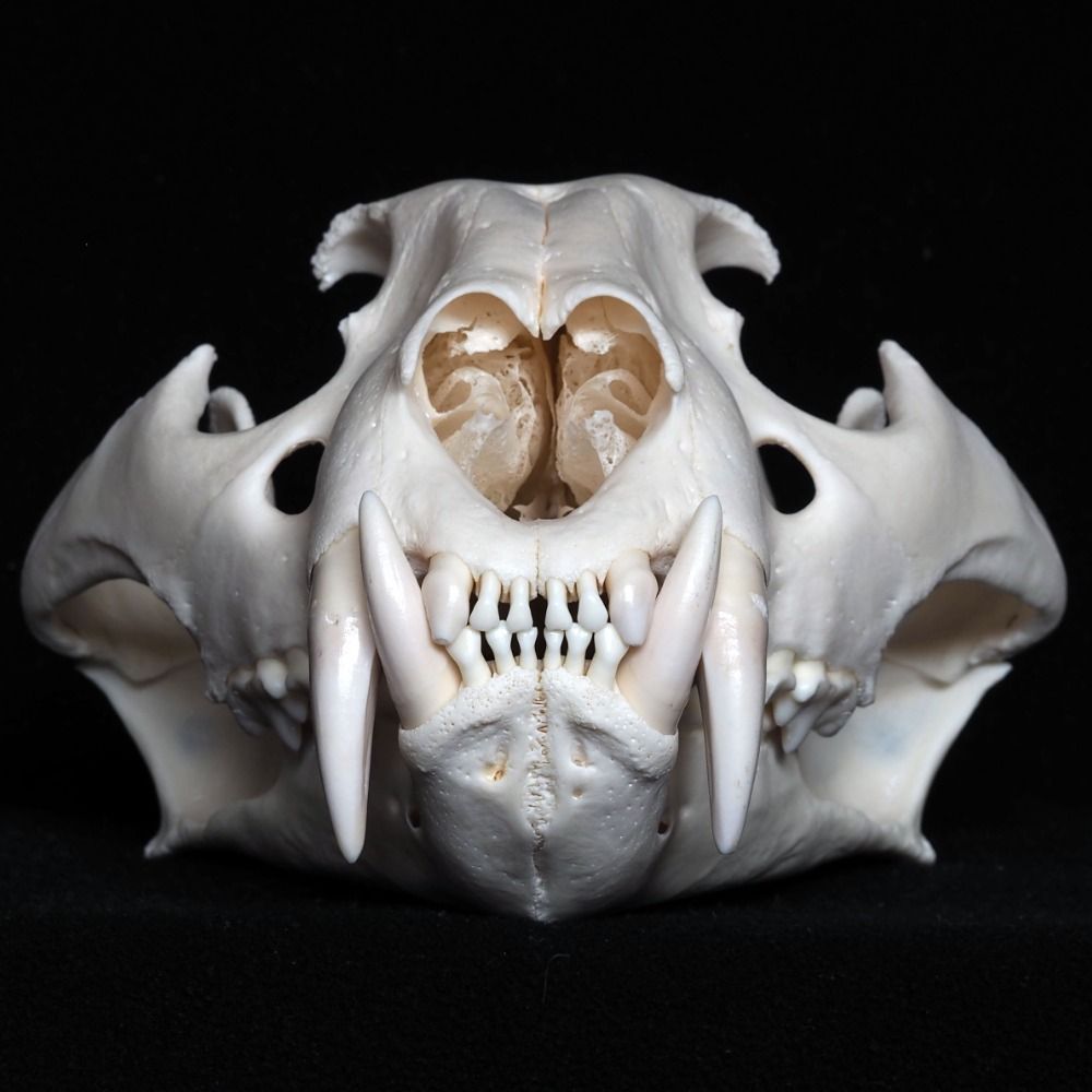 The Skull Index CIC