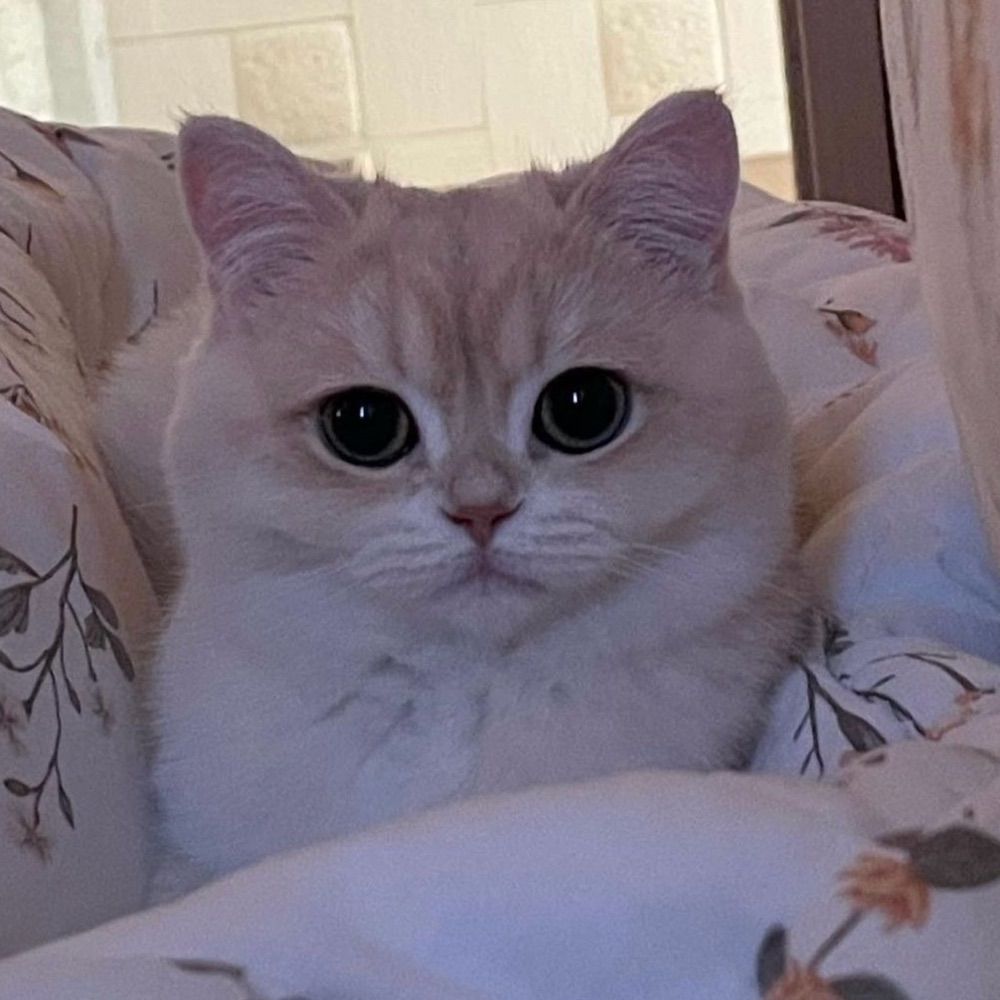 miffy