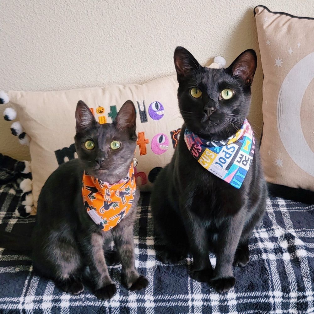 Sirius ✨ + Luna 🌙
