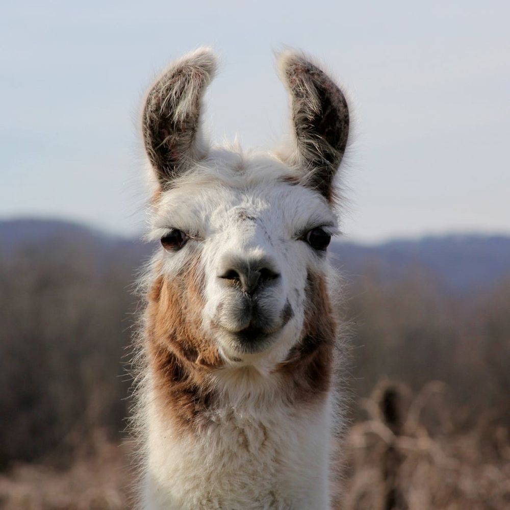 llamaonaskateboard