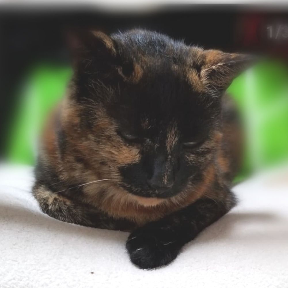 チョコ