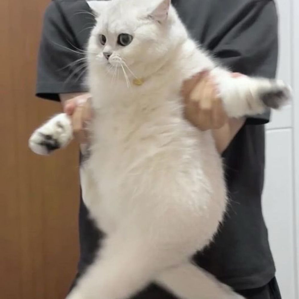 라꾼