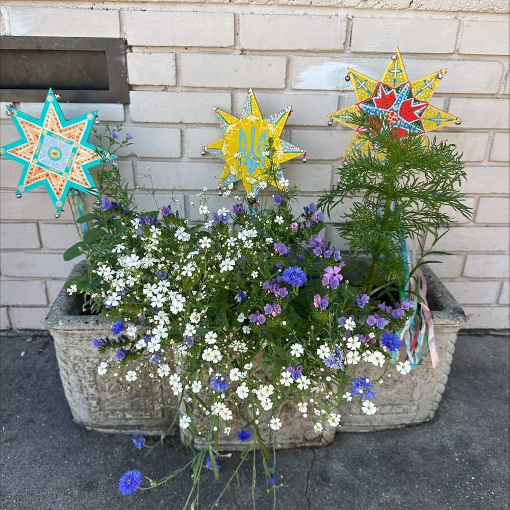 commonsidecdtrust.bsky.social