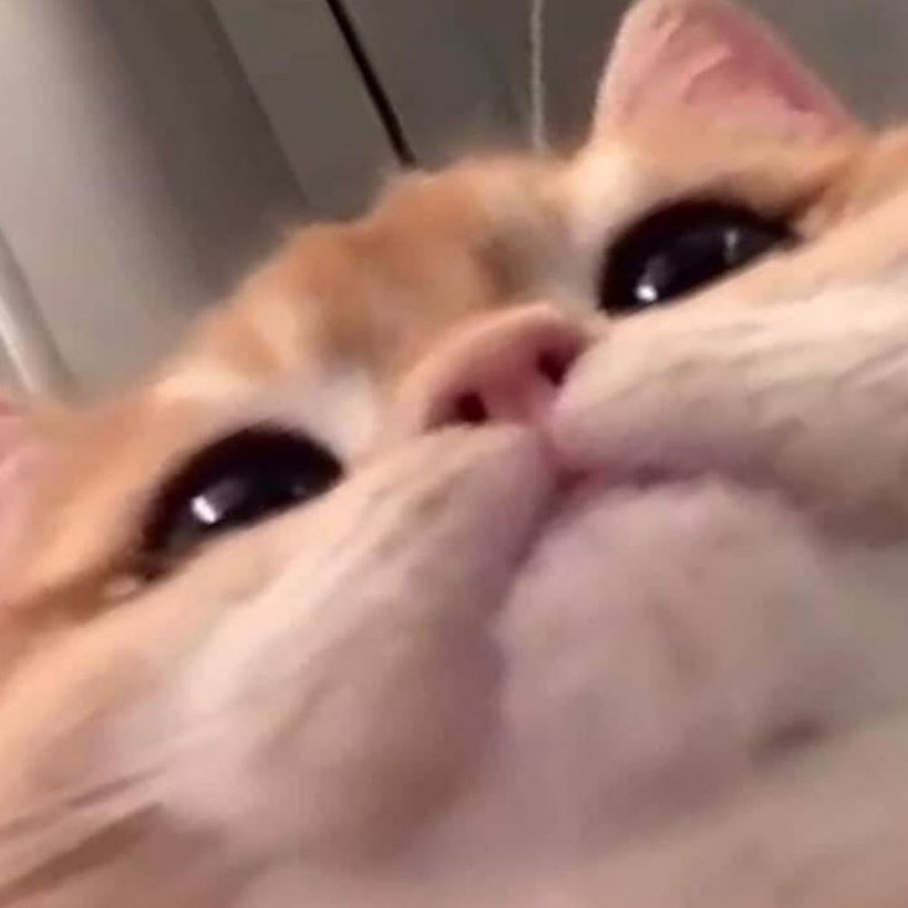 luca