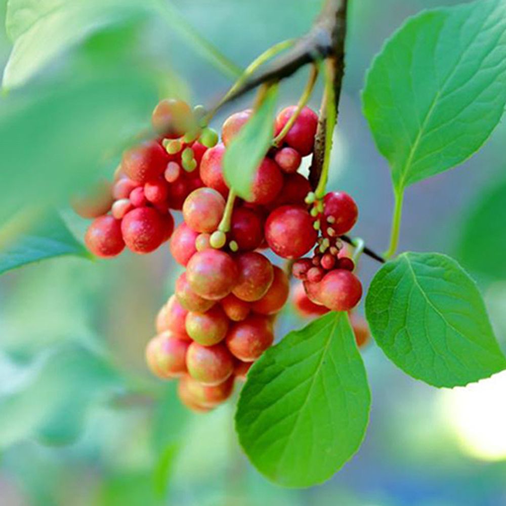 🍒