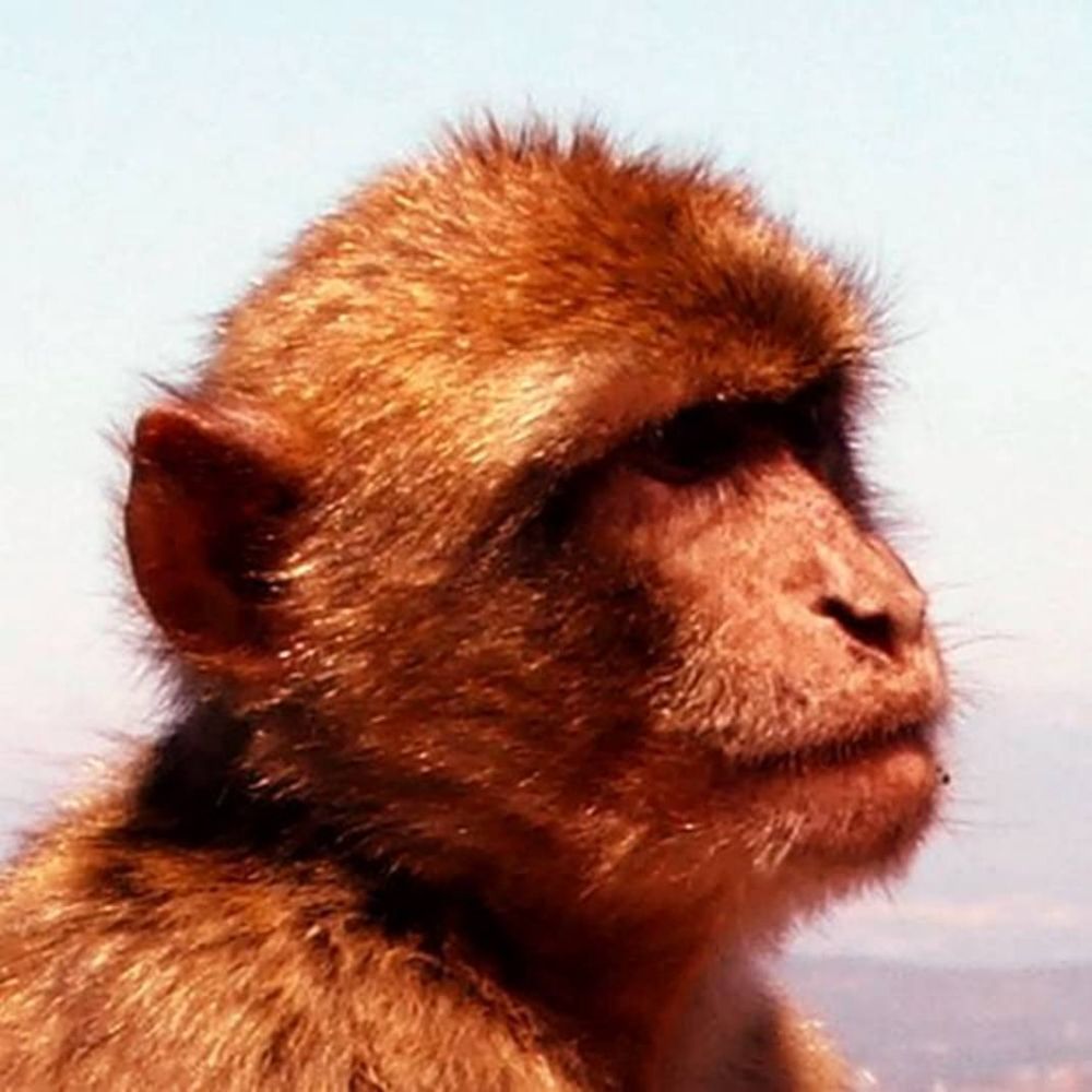 Rusty Rhesus ✴️🐒