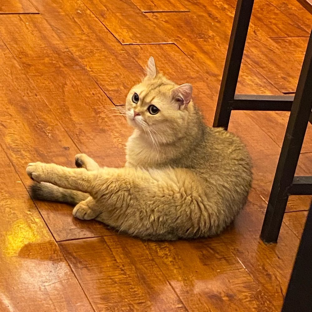 连花清瘟·胶囊