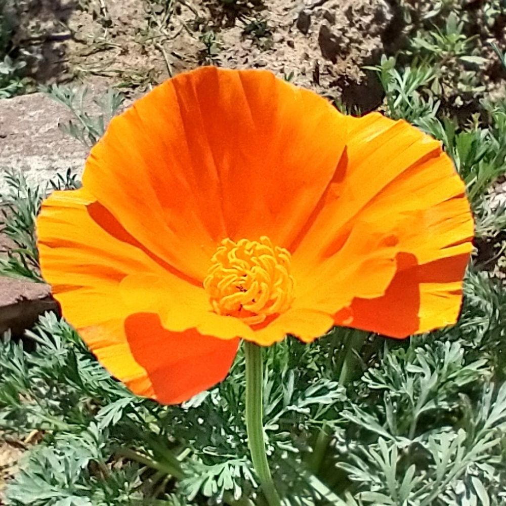 Poppy Chulo