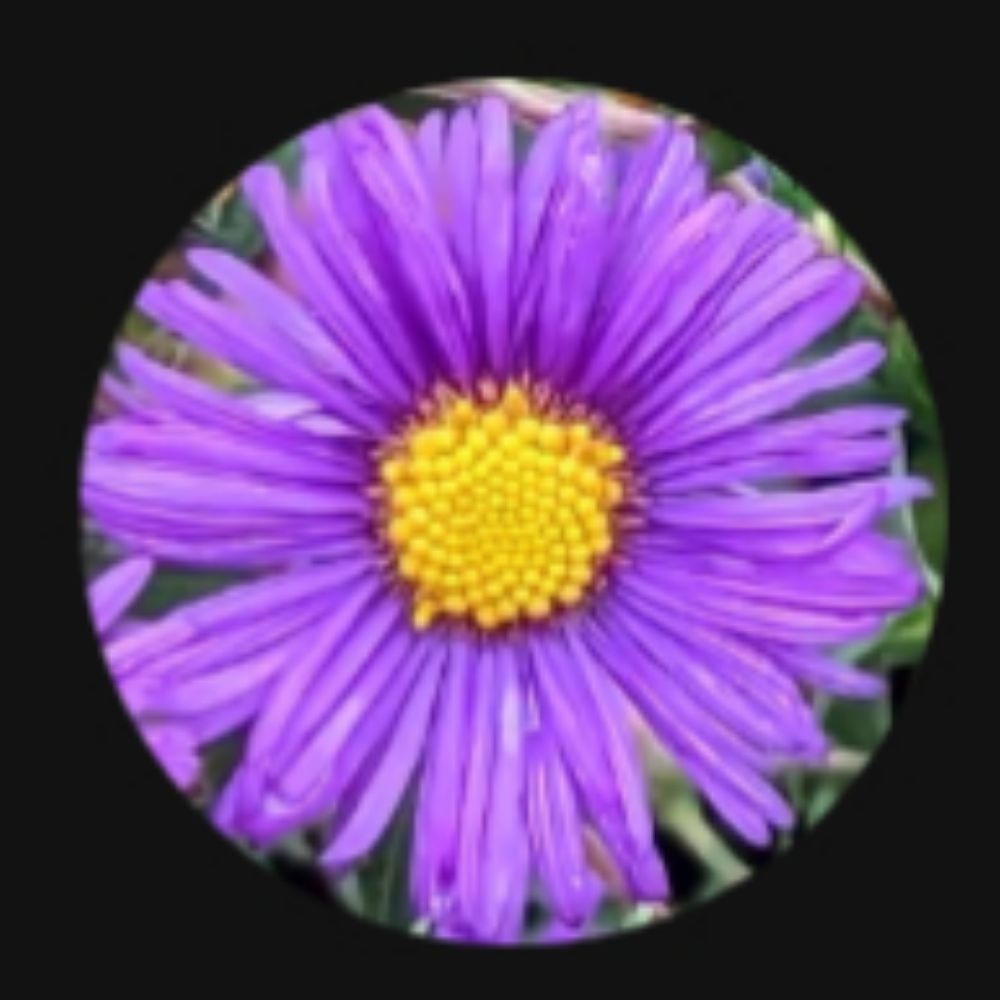 Aster