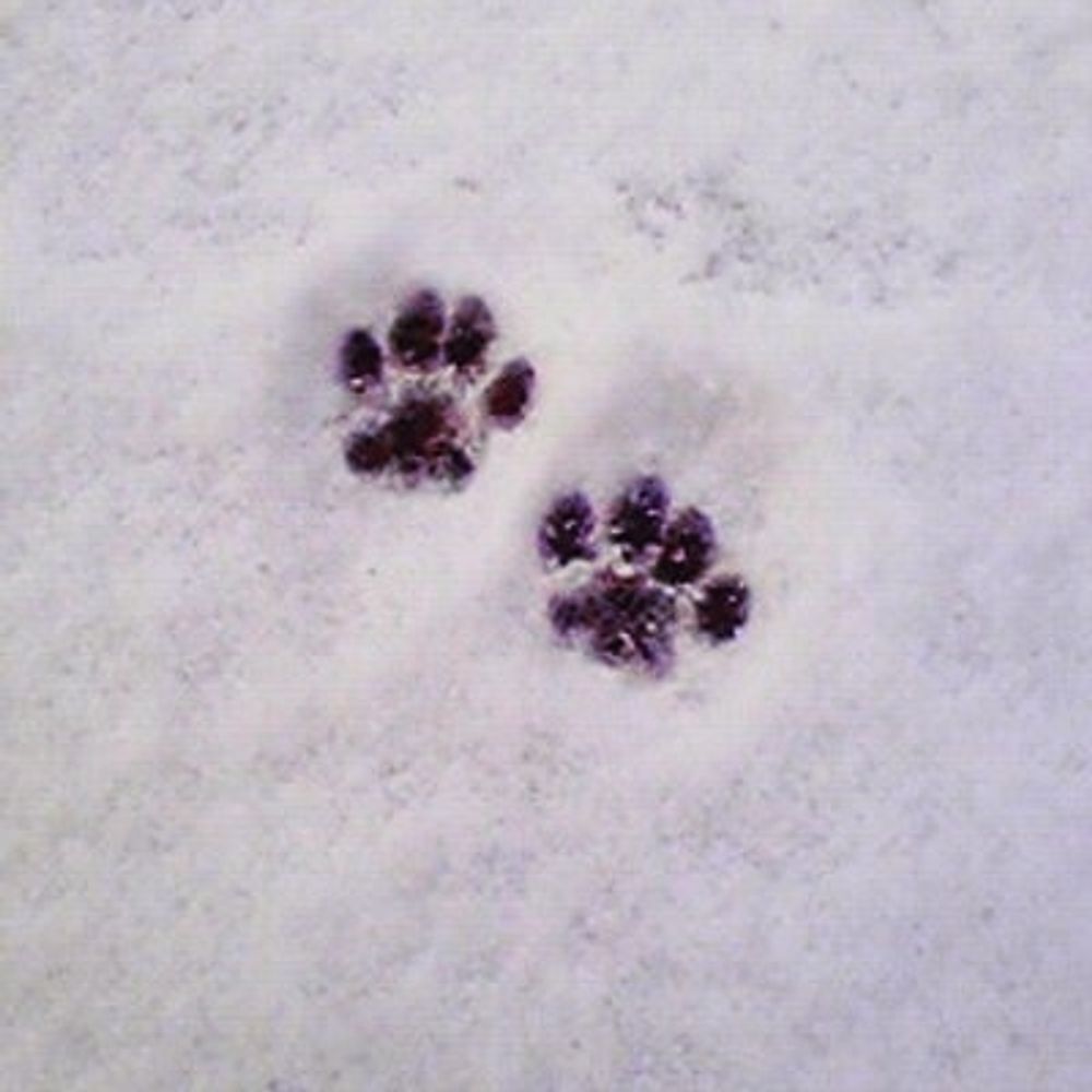 ねこ