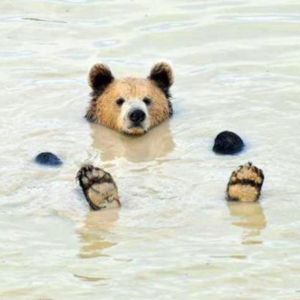 Bear