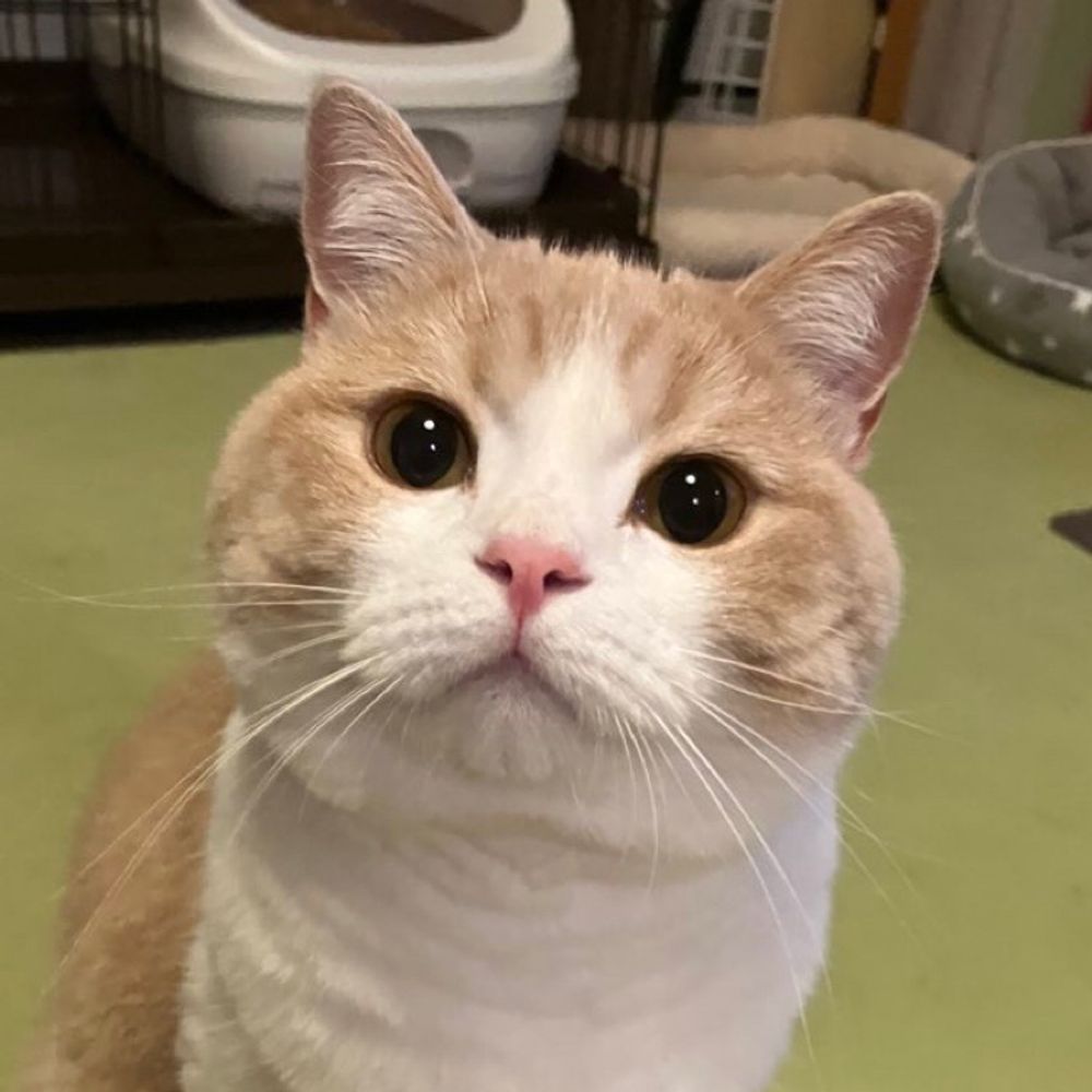 ゆきしろ