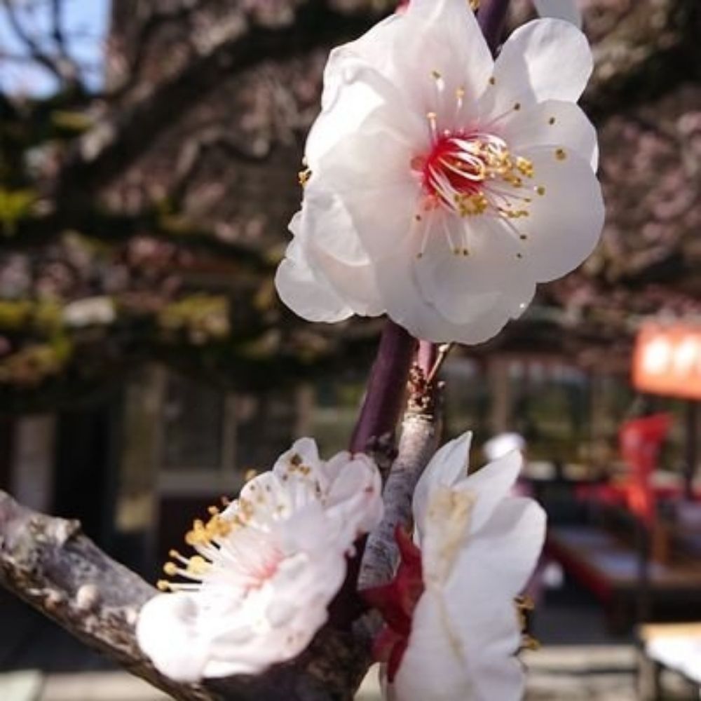 白梅