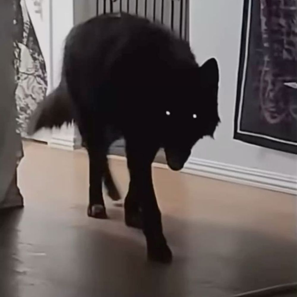 wolf