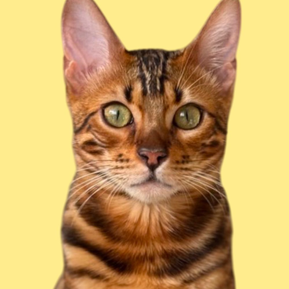 Zeus The Bengal Cat