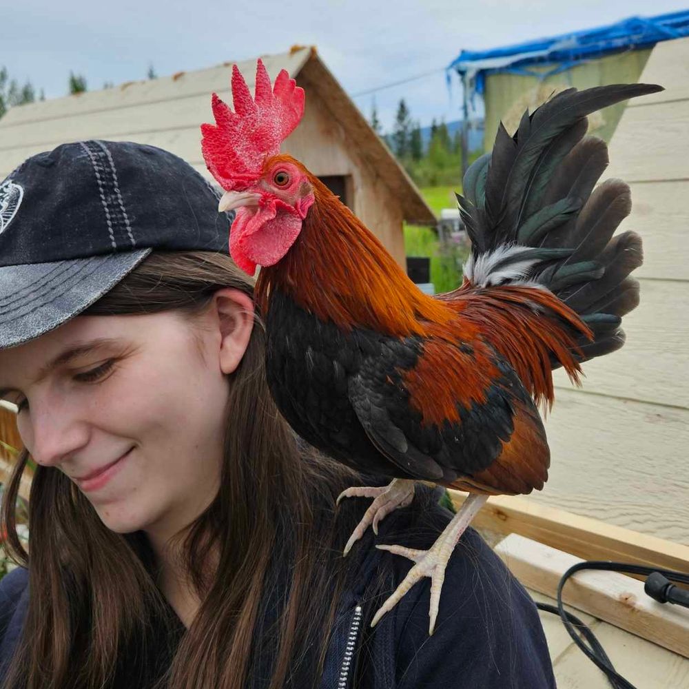 Shayla 🎨🖌️🐔