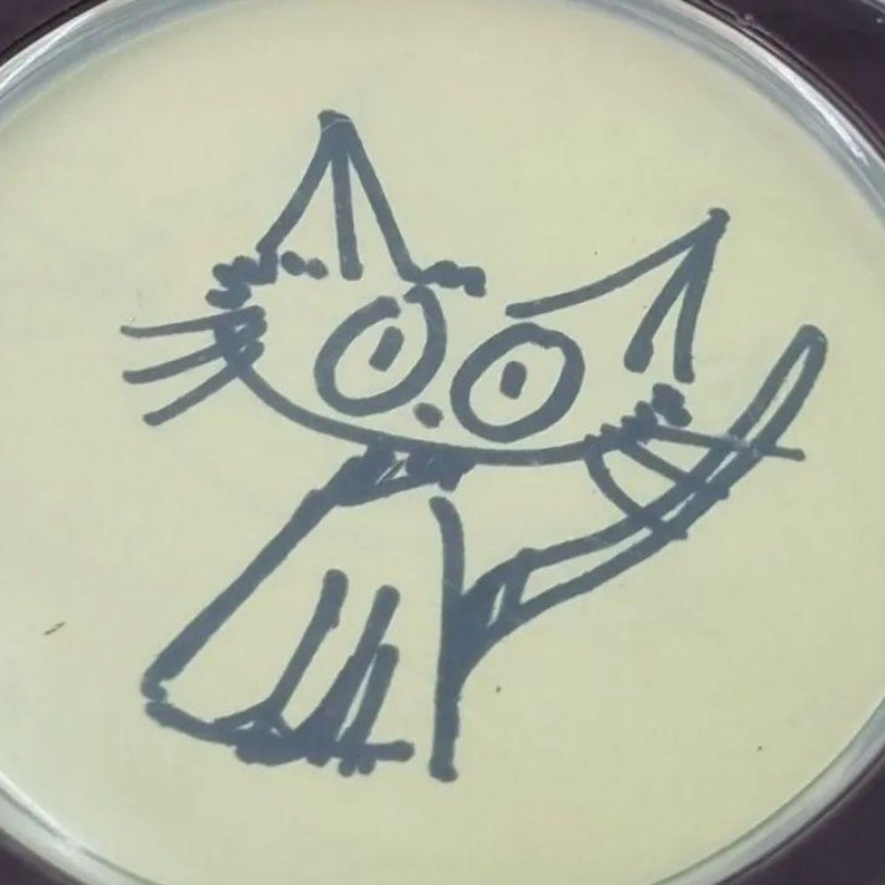 meong