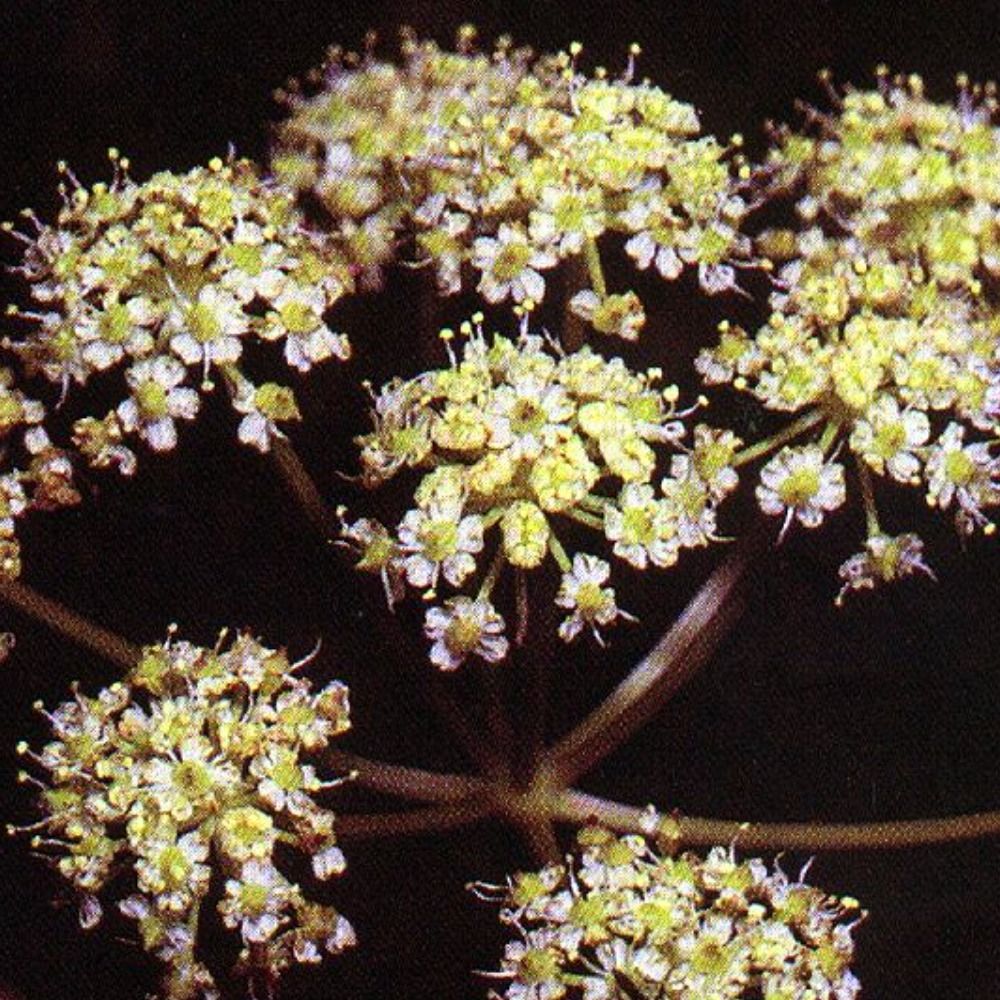hemlock