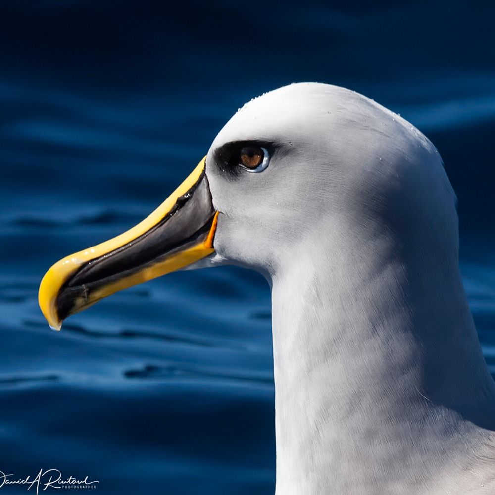 Profile picture albatrossity.bsky.social