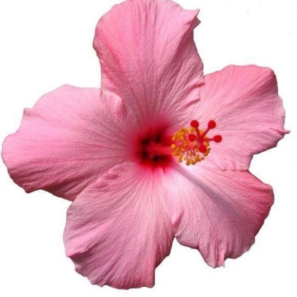 𝓑 