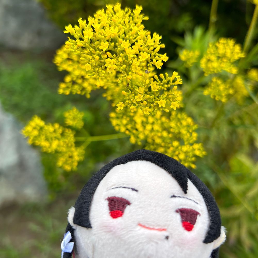 かよこ