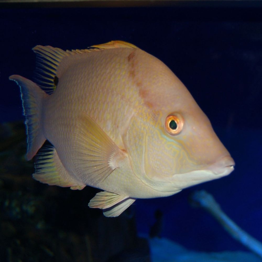 Hogfish