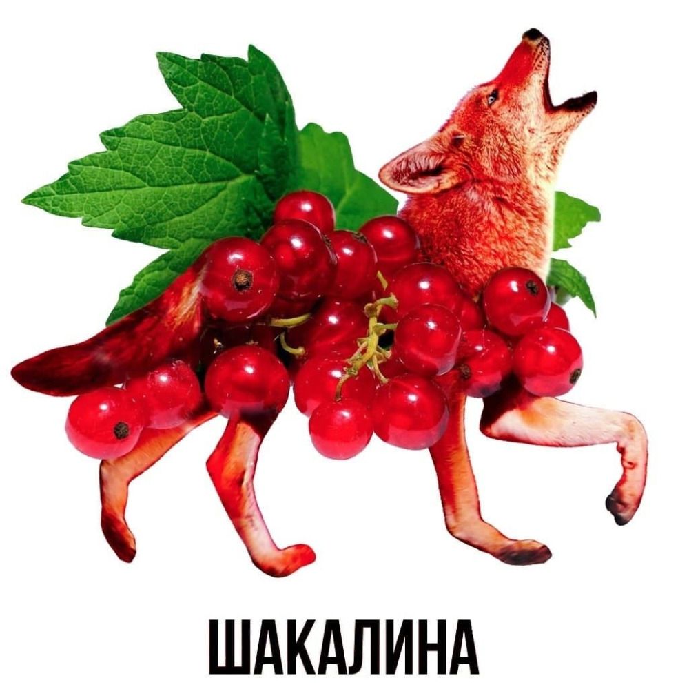 Jackal Tabaque