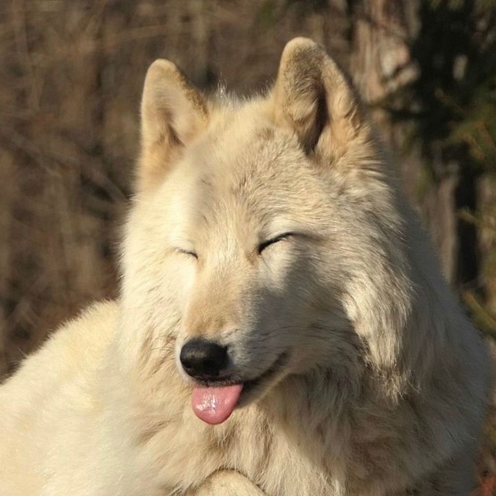 wolpers 🐺
