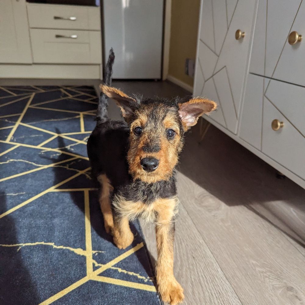 Sophie