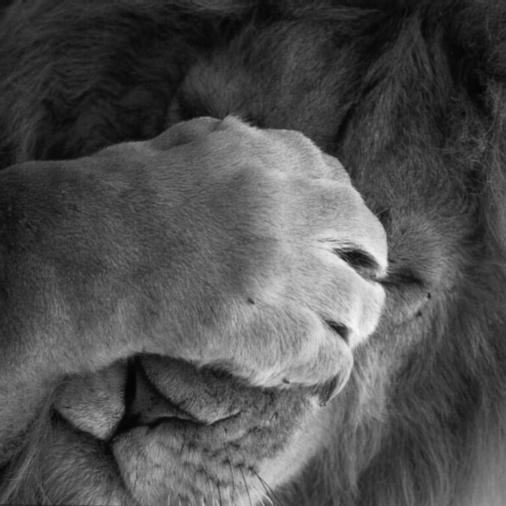 Napta LionBlanc
