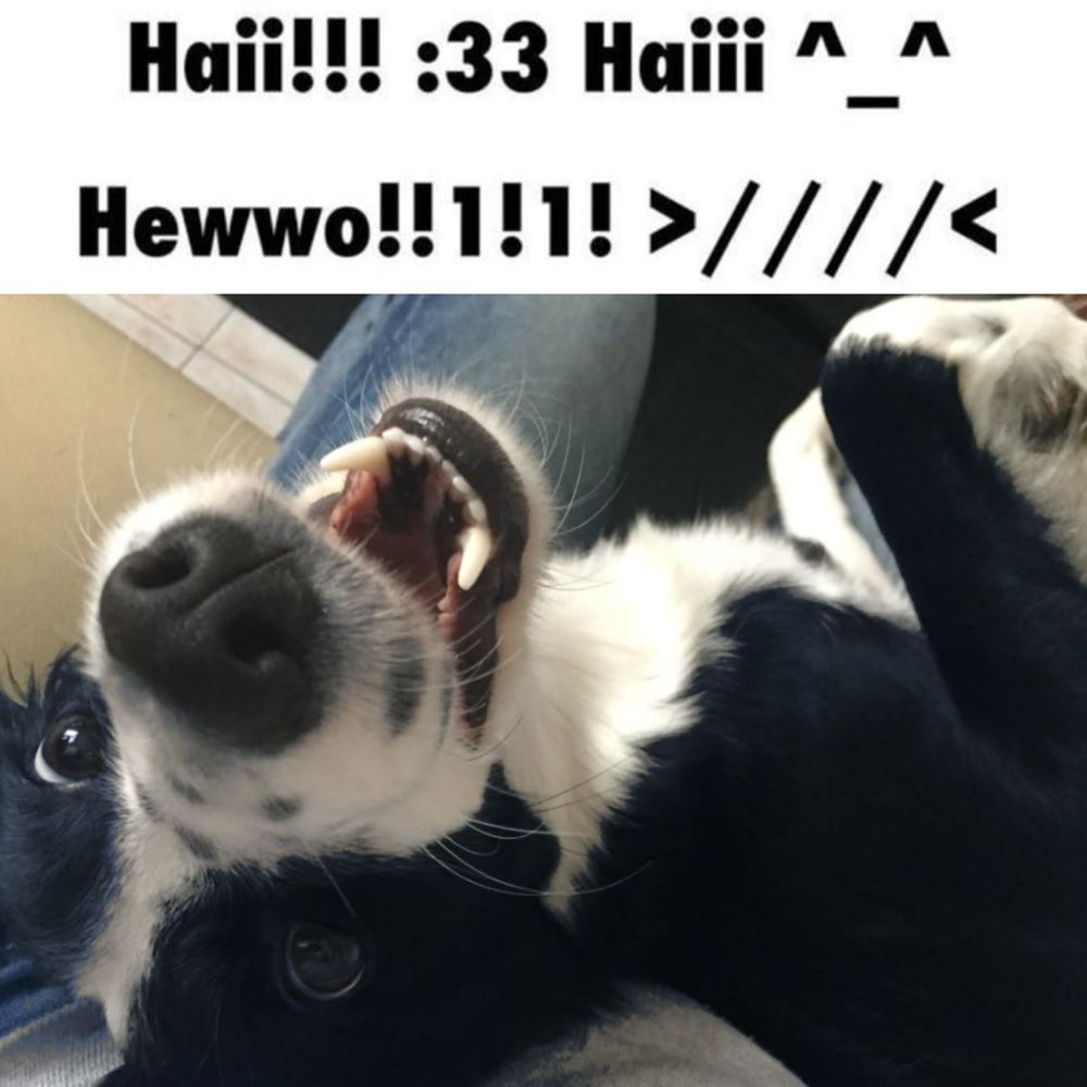 dog