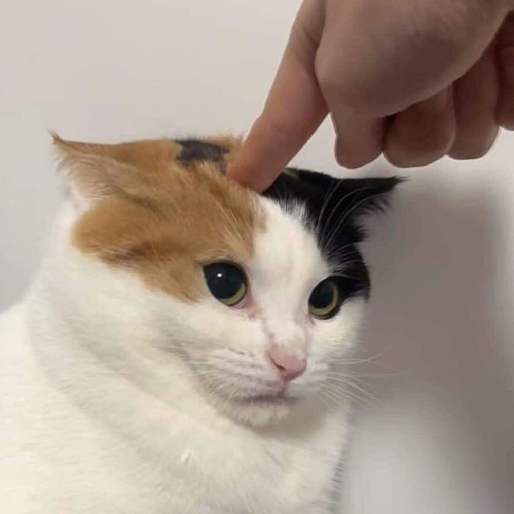 쇼타임