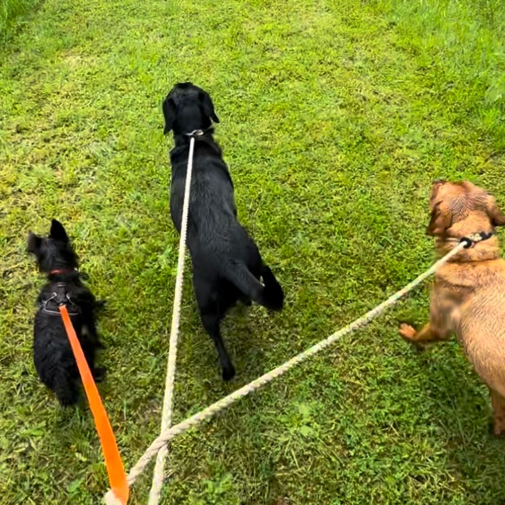 3 dogs in France