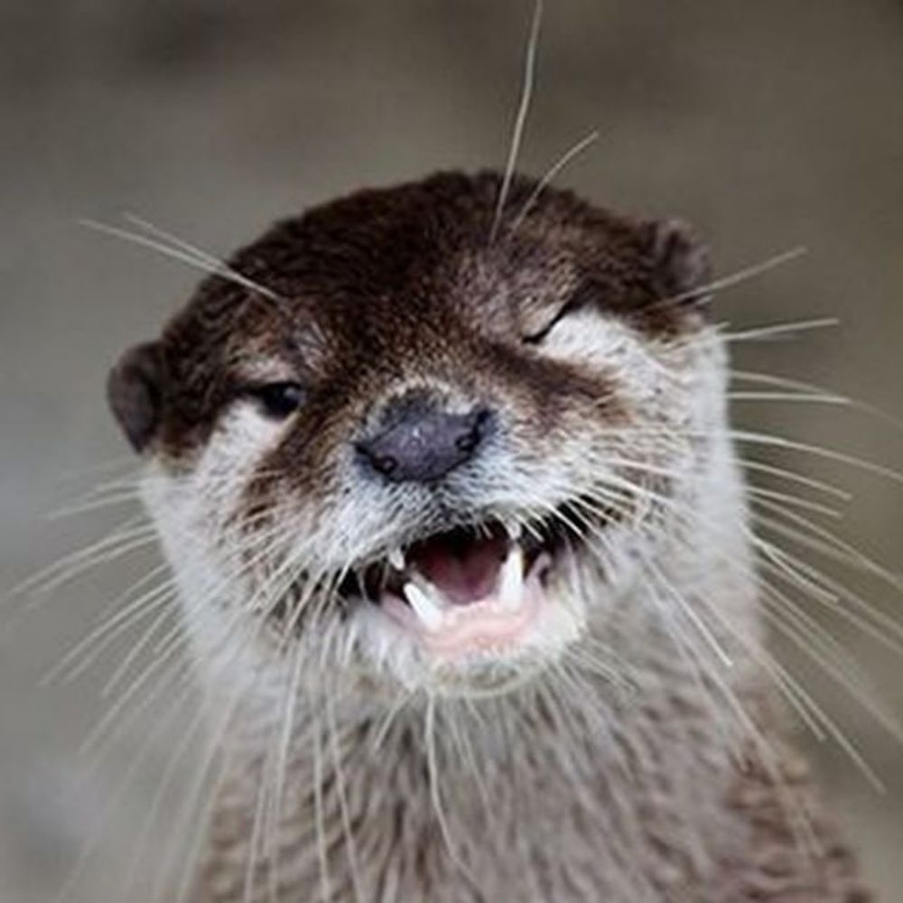 Tuna Otter Redjy(Reggy) Выдра