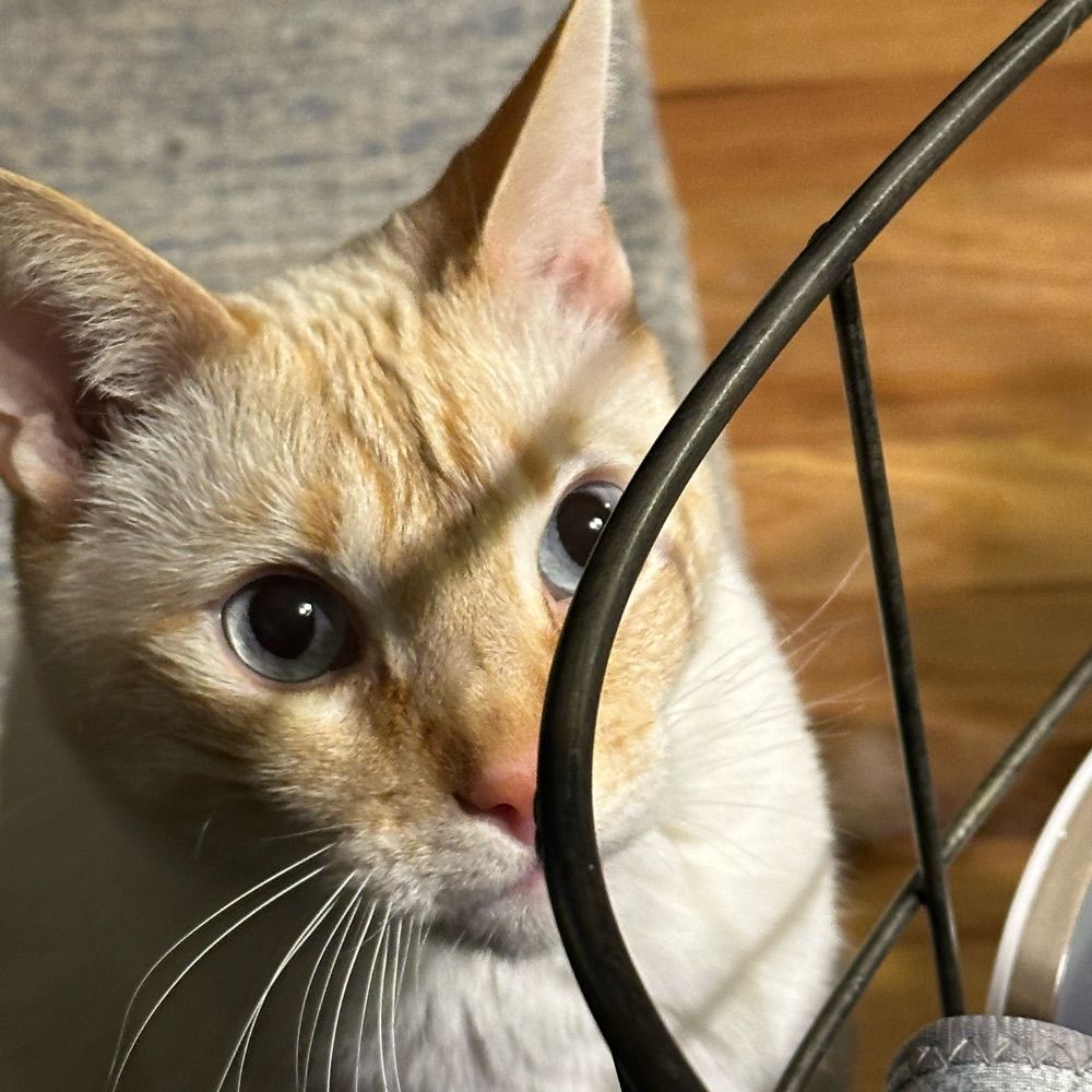 Sybil