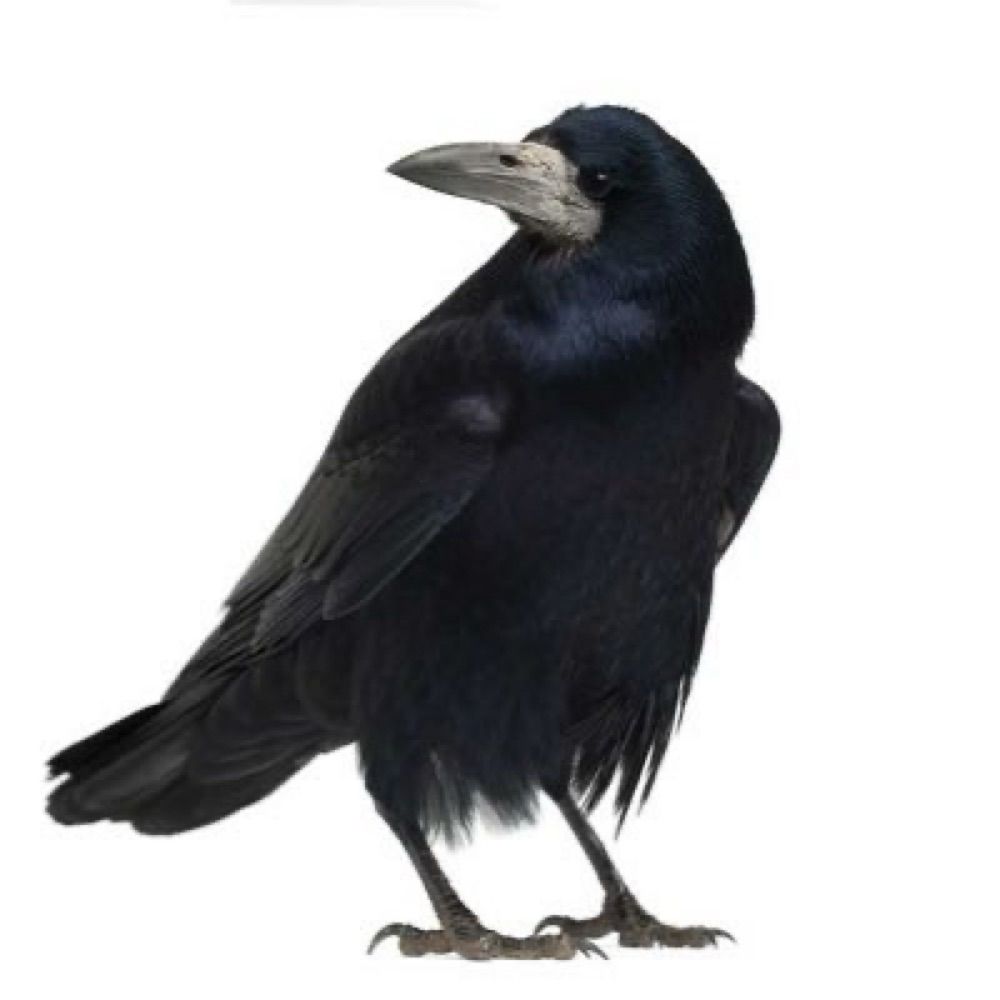 Trypanocorax
