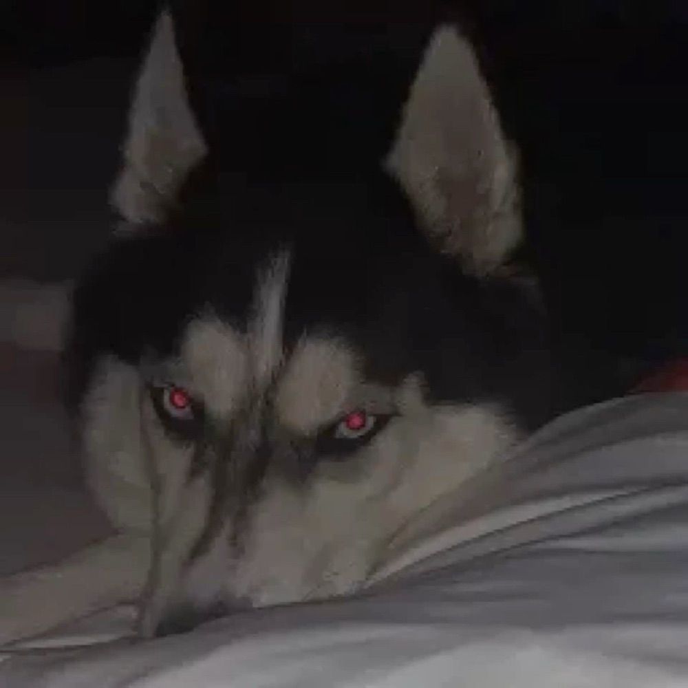 axel🐾