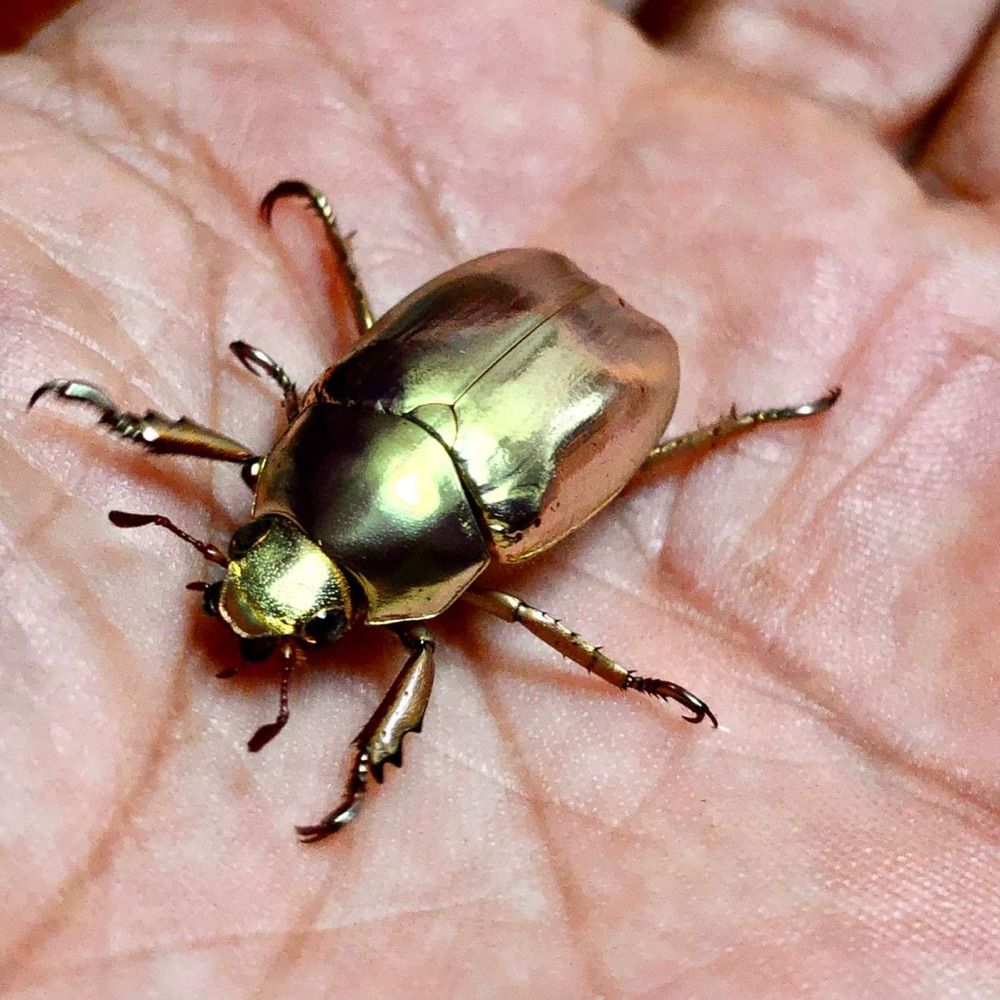 Ummat-bugs