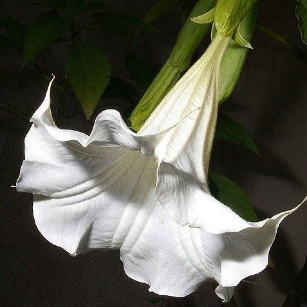 Rx•Nightshade