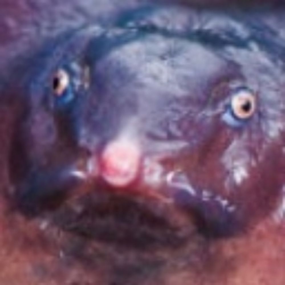 Bhupathy Frog